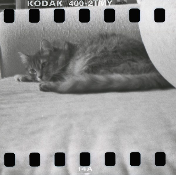 Cat Nap