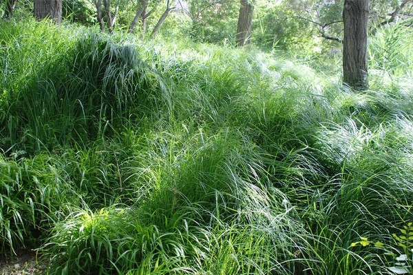 04_DreamGrass