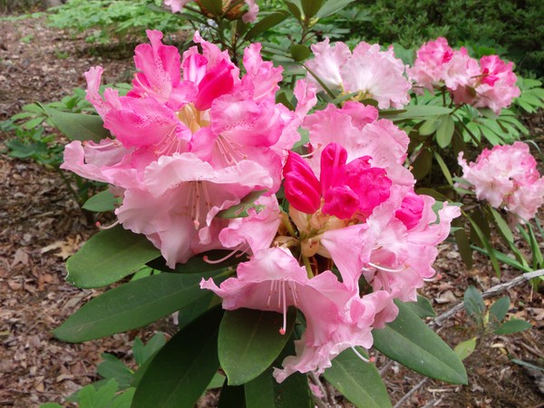Pastel Pink