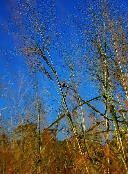 Bird & lines
