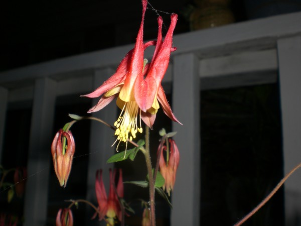 Columbine