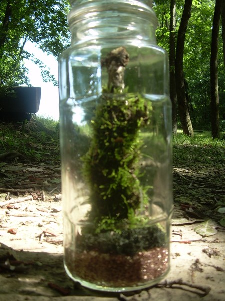 Terrarium # 4