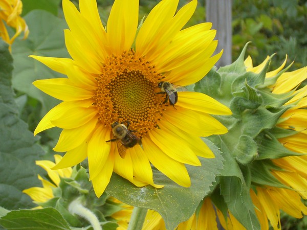 sunflower