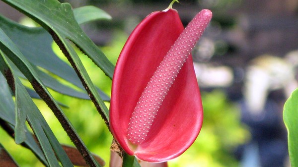 RedFlower002