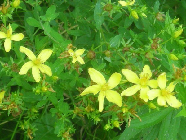 yellow & green