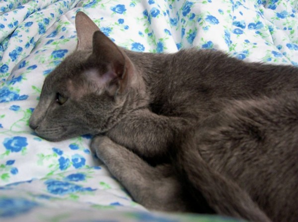 Jasper