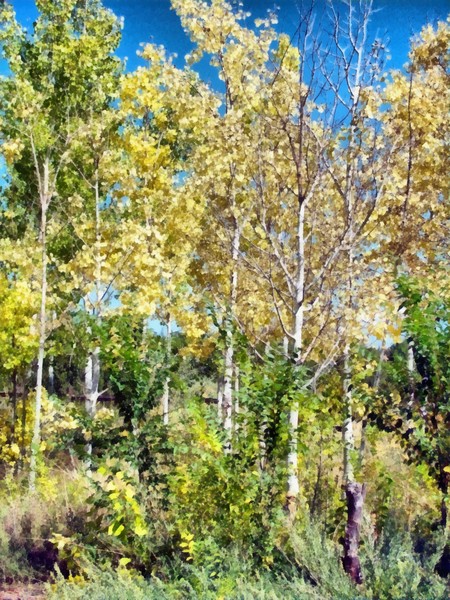 Aspen Trees