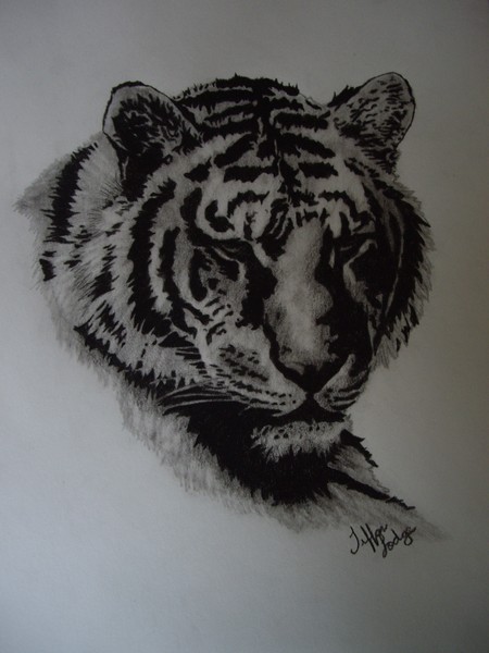 tiger_head