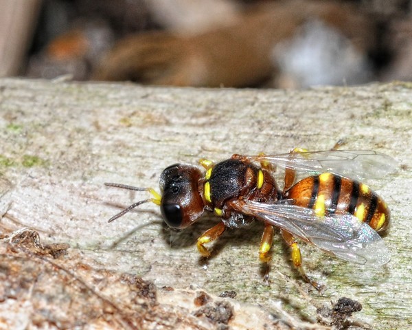 Don't think its a bee...