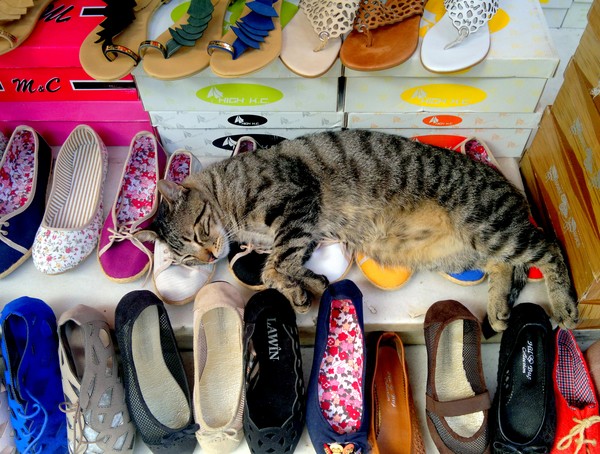 napping in a hot afternoon..