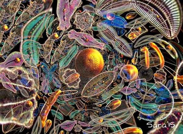 Diatoms 2