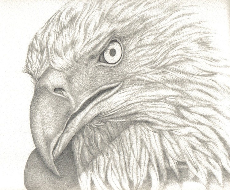 American Bald Eagle