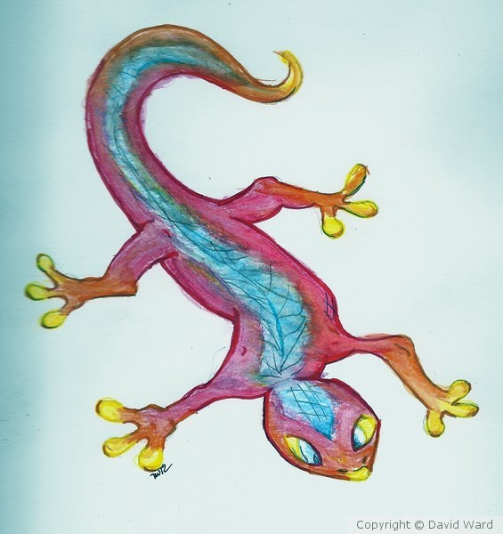 Salamander 