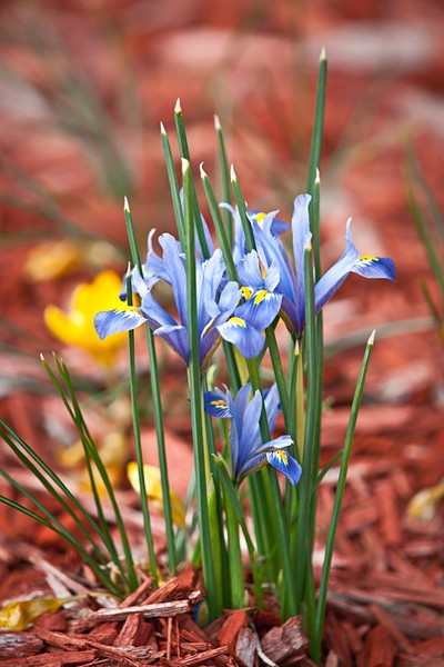 Iris