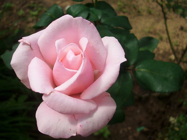 Pink rose
