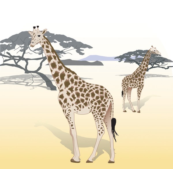 giraffe
