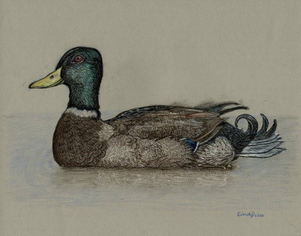 Mallard Duck