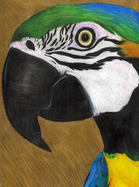 Parrot