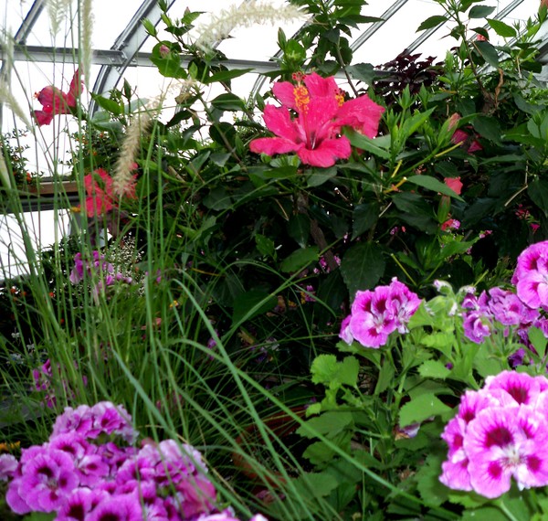 Westmount Park In July (Three)
