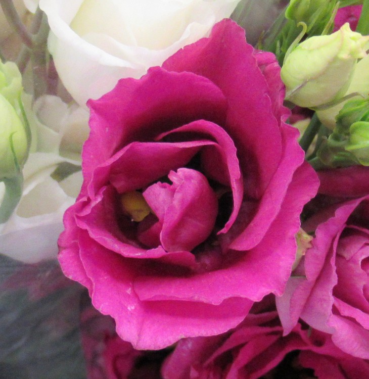 ROSE FESTIFAL 2017 N° 25