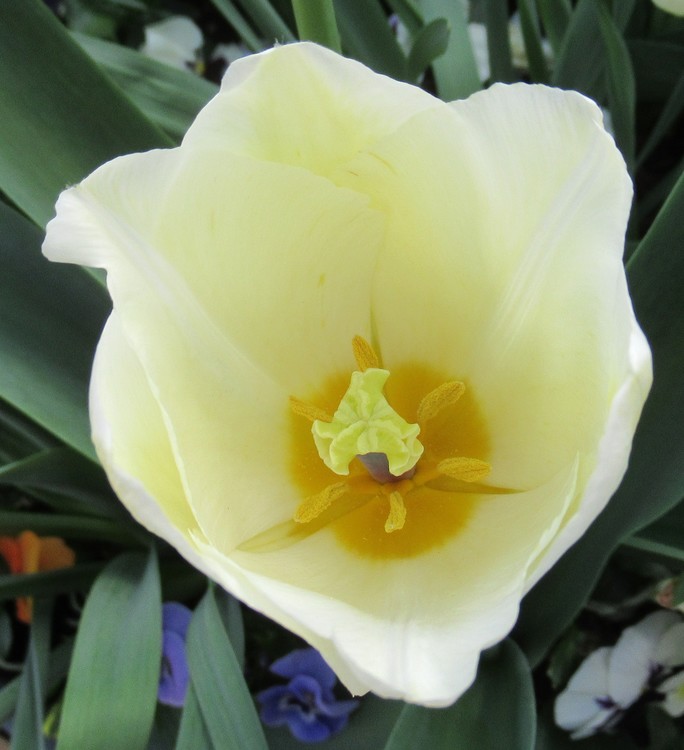 WHITE TULIP