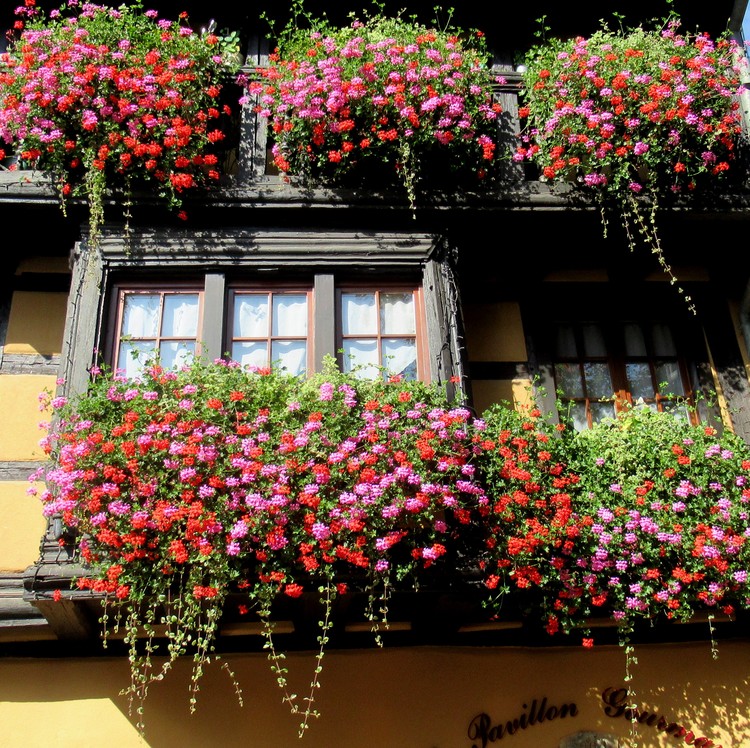 GERANIUMS IN ALSACE FRANCE