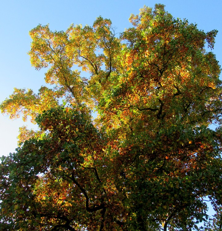 FALL SPLENDOR