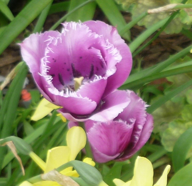 TULIPS