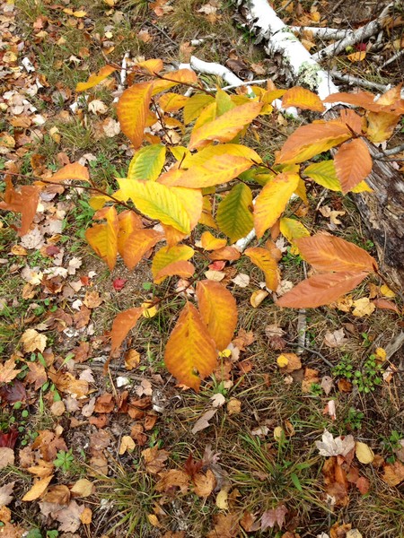 Beech Leaf Gold