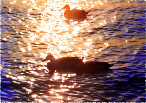DUCKS