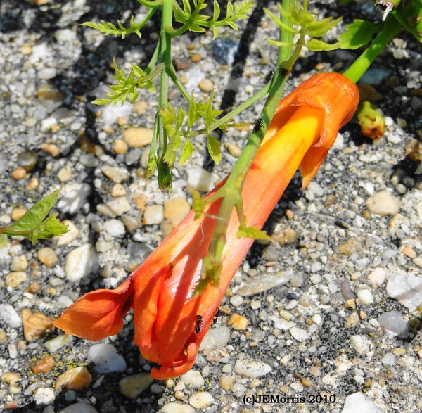 Orange Flower