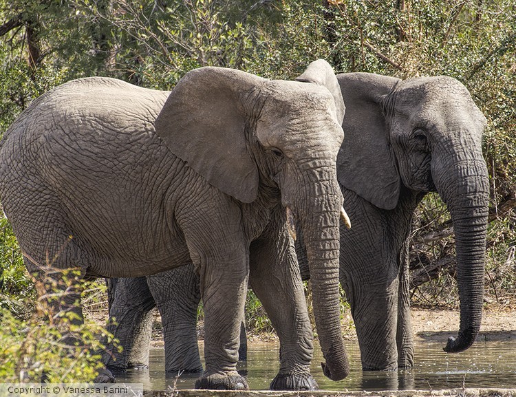 serie This is Africa/ elephants