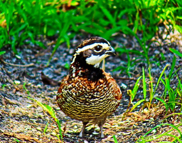 Bobwhite