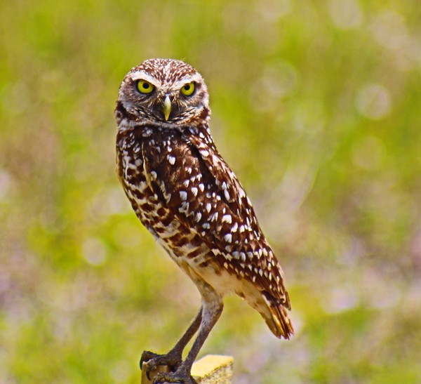 Burrowing Owl