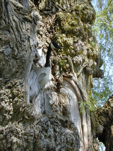 Black Willow