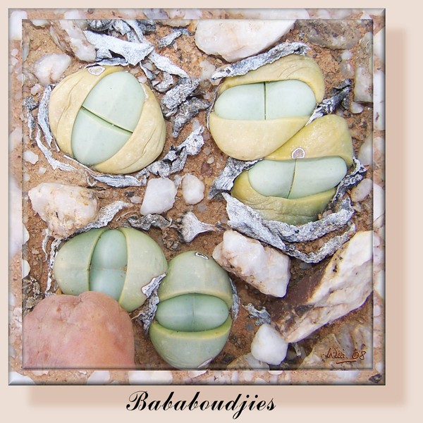 Bababoudjies (Babies' bums)