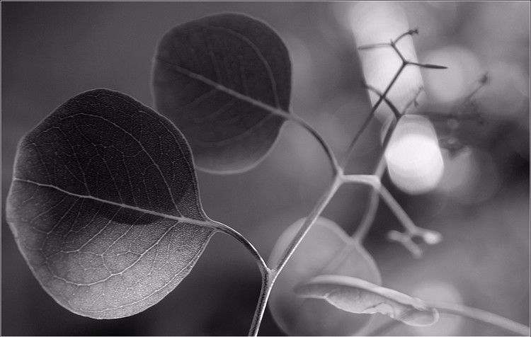 I dreamed MUSIC bw