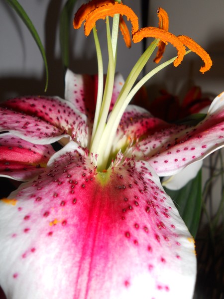 Photo Lilly