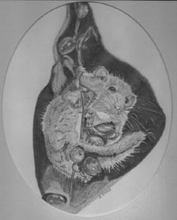Dormouse,