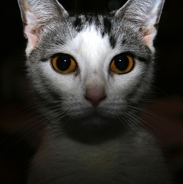 I, the Princess...