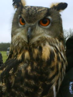 An Owl called Beautiful.