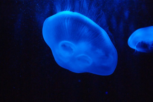 The Deep at hull