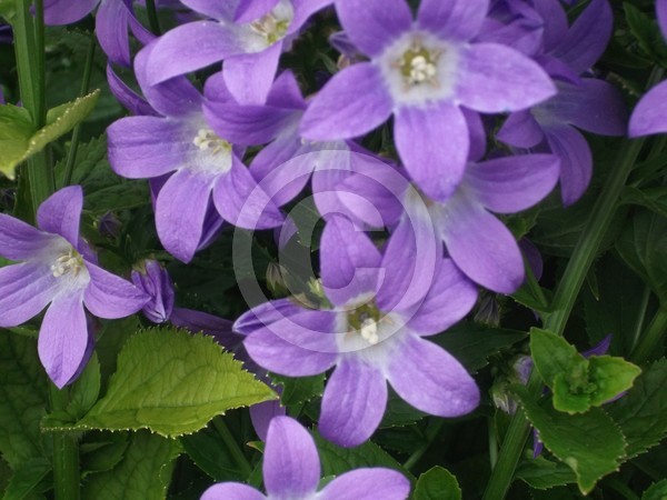 DSCF2831