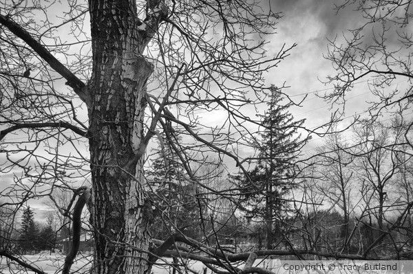 Long Cold Winter
