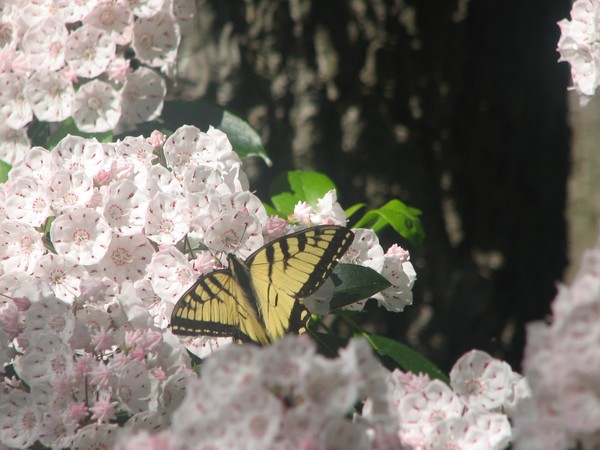 mountain laurel 2