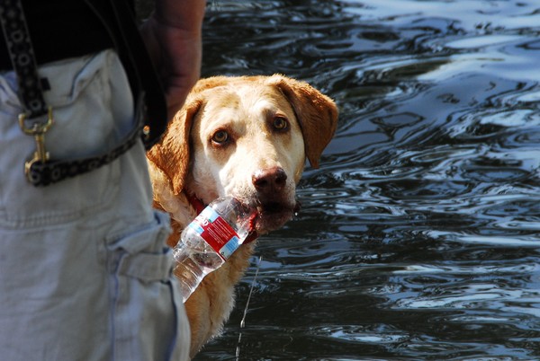 What - never saw a dog drink before?