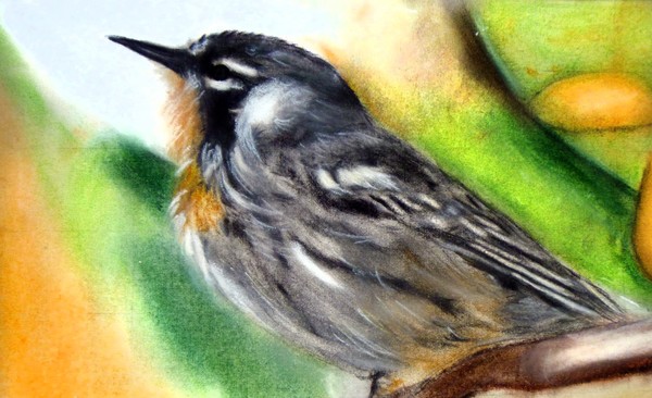 Little Bird