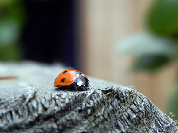 Ladybird