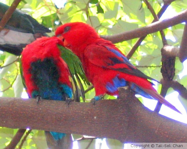 Lories in love, Hong Kong Public Park