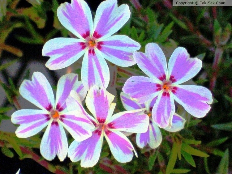 Phlox paniculata Candy Stripe 04-21-2007